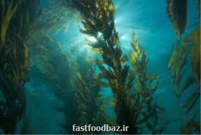 در گفت وگو با فست فود باز اعلام شد کشف دارویی مؤثر بر دیابت که از نوعی جلبک دریایی به دست می آید