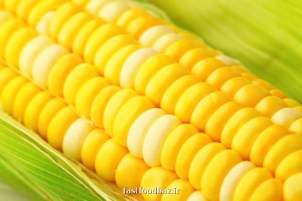 ۱۴۰ هزار تن ذرت آلوده از کجا آمد؟ لزوم تصمیم گیری سریع تر در مورد ذرت های آلوده