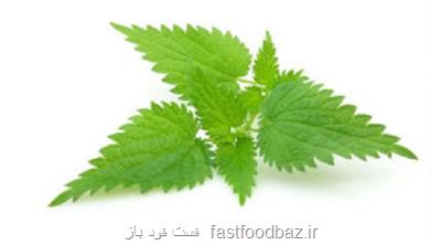 مطالعات نشان می دهد؛ از مصرف این گیاه دارویی غافل نشوید