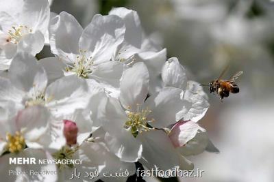 در گزارش فست فود باز مطرح شد راهکاری برای پاکسازی کبد و سبک شدن بدن در بهار