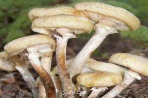 سازمان غذا و دارو هشدار داد؛ مراقب قارچ های سمی باشید