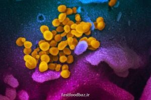 تولید پادتن و سلول ایمنی خاص در بدن بیماران بهبود یافته از کووید-۱۹