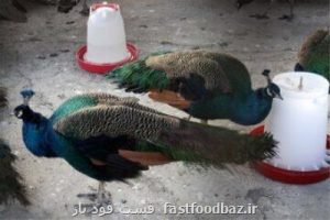 محیط زیست: ساخت باغ پرندگان قم بدون مجوزهای لازم توجیه پذیر نیست