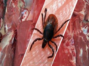 معاون علوم پزشكی شیراز: تب کریمه کنگو بیماری بومی ایران است