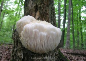 محققان می گویند؛ مکملهای چای گایوسا و قارچ یال شیر عملکرد شناختی را بهبود می بخشند