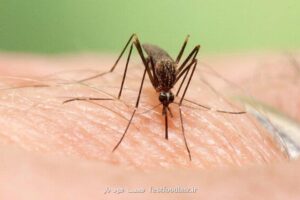 عرشی عنوان كرد؛ کدام مناطق کشور آلوده به پشه آئدس شده اند