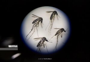 هشدار رئیس دبیرخانه شورای عالی سلامت و امنیت غذایی؛ شیوع بیماریهای ناشی از پشه آئدس در صورت کوتاهی دستگاهها