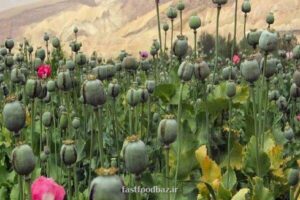 لزوم بازگشت به کشت قانونی خشخاش برای تولید دارو