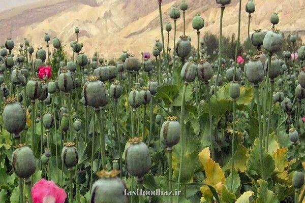 لزوم بازگشت به کشت قانونی خشخاش برای تولید دارو