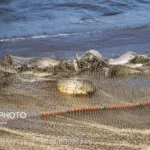 تیغ آلودگی بر گلوی ماهی های مناطق صنعتی