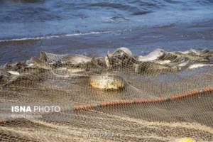 تیغ آلودگی بر گلوی ماهی های مناطق صنعتی